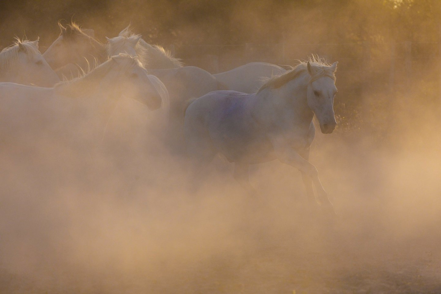 A herd of white Camargue horses running through golden dust at sunset.