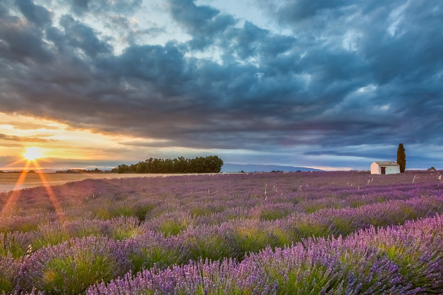 A sunset over blooming purple lavender fields in Provence with a stone cottage under dramatic clouds.
