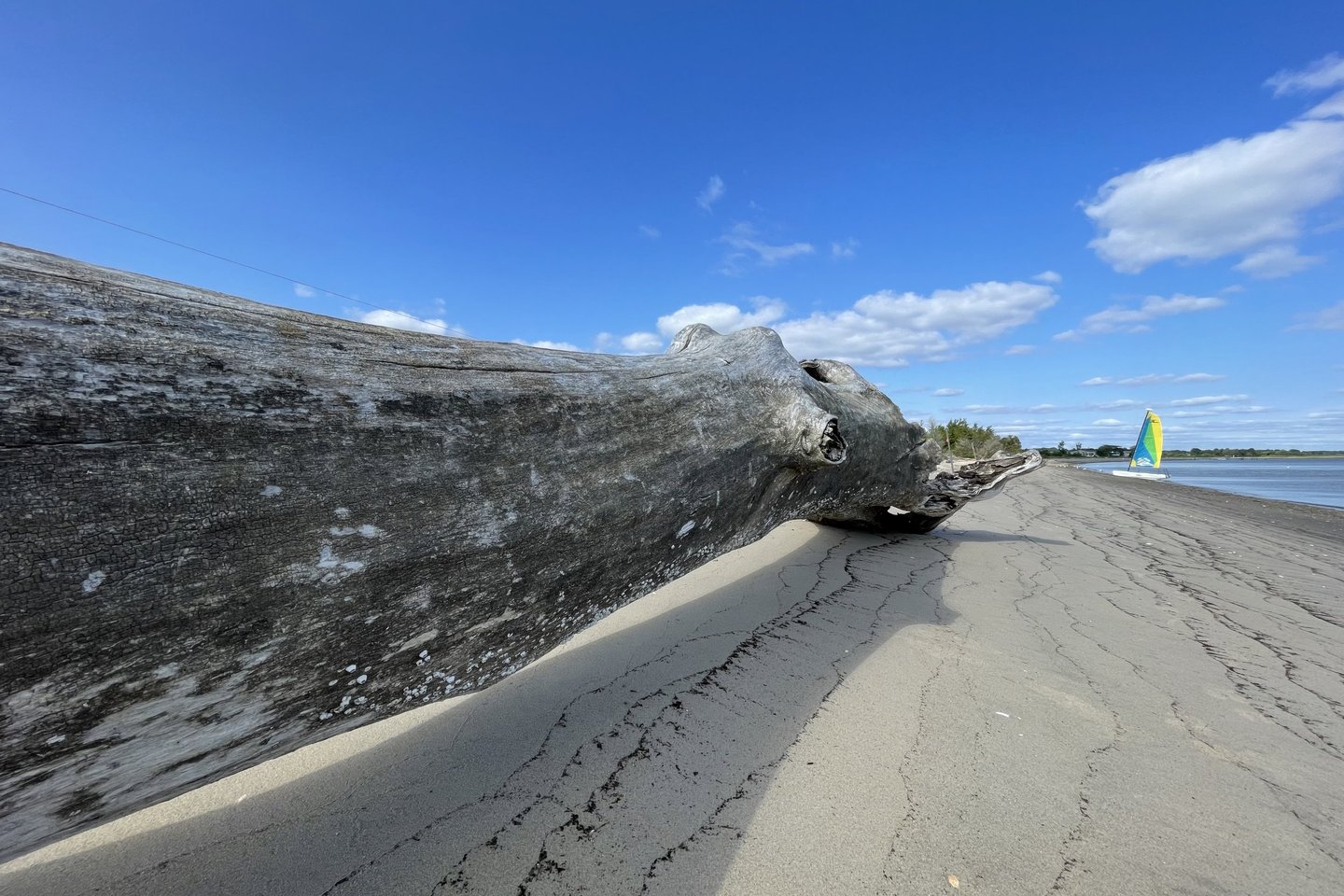 A massive driftwood tree on Cedar Island in Clinton, CT
