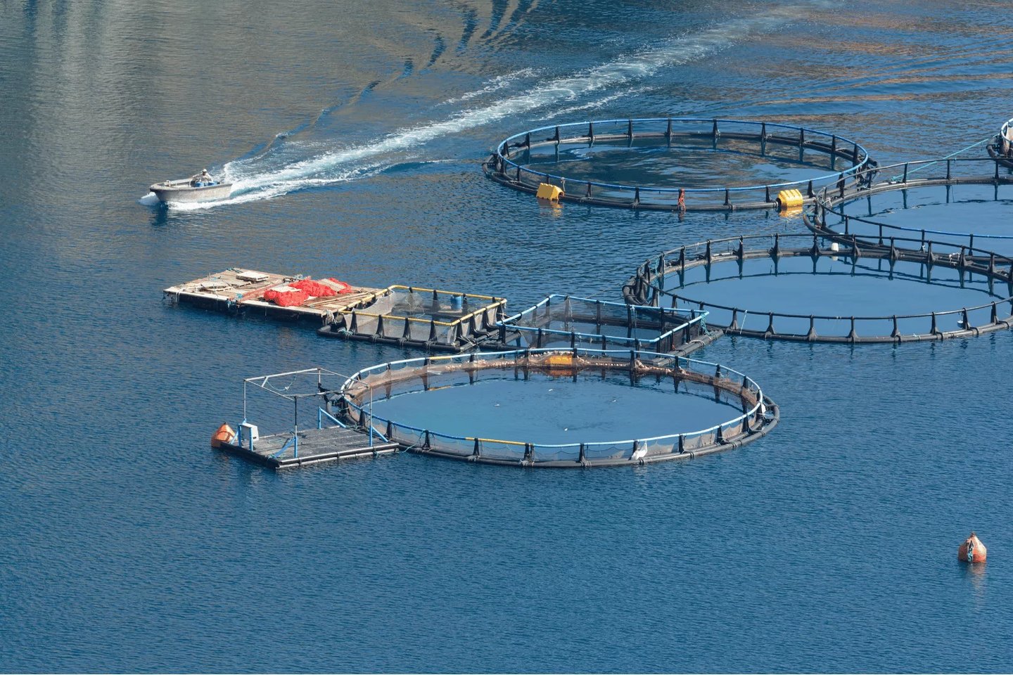 sustainable crab farming