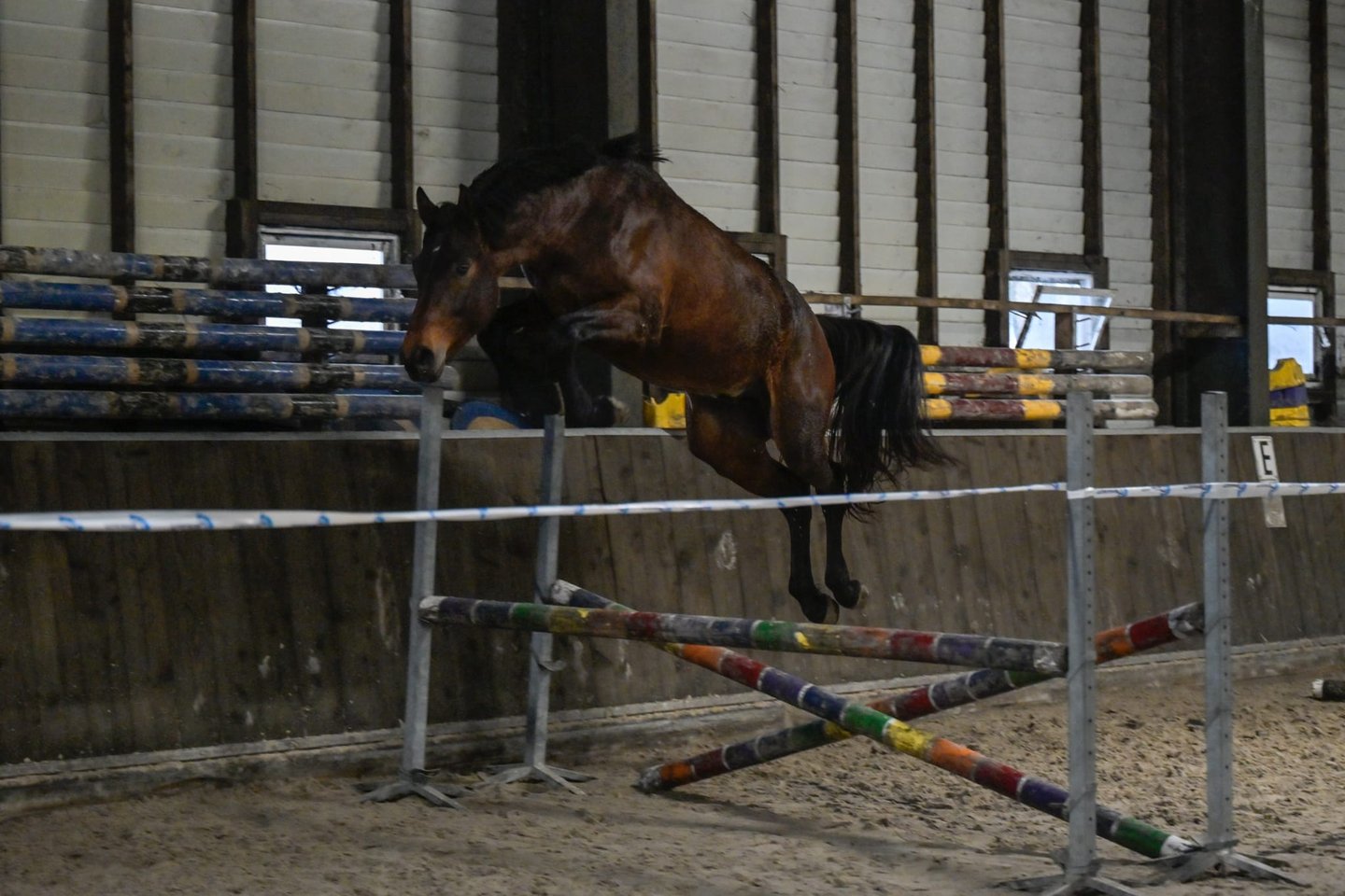 Spring paard in bak bij Stal Zwanehoef