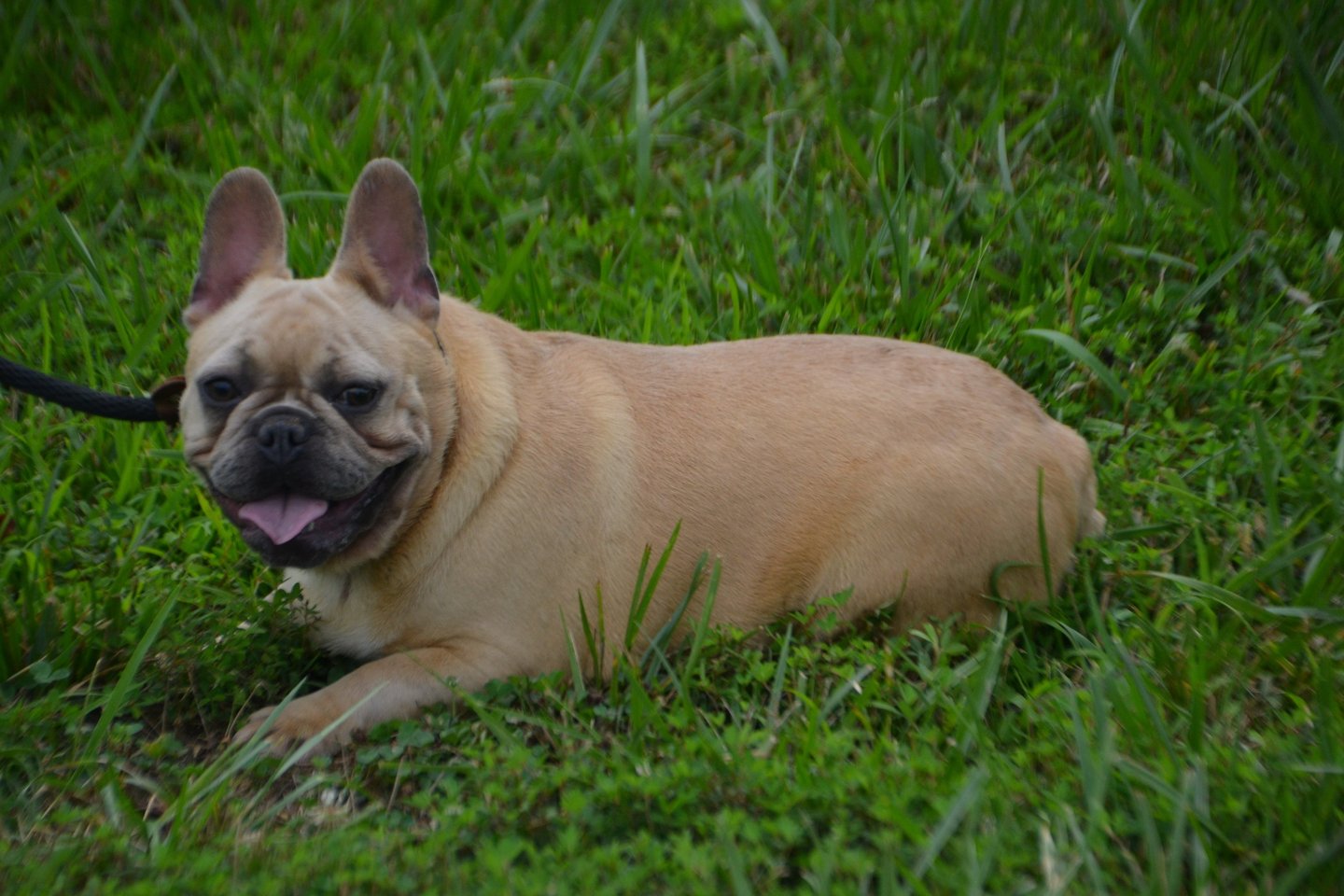 french bulldog breeder in missouri