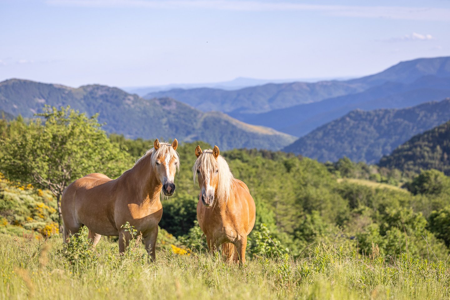 chevaux en montagne ardéchoise