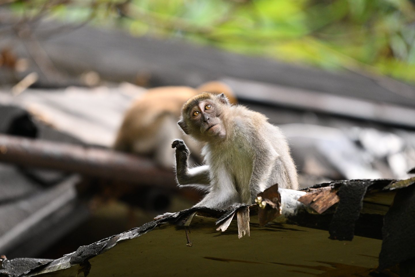 Bukit lawang trekking prices and durations
