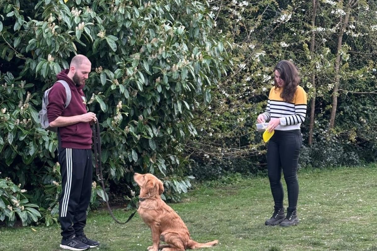 A golden retriever puppy sitting for obedience training with its owners in a green park.