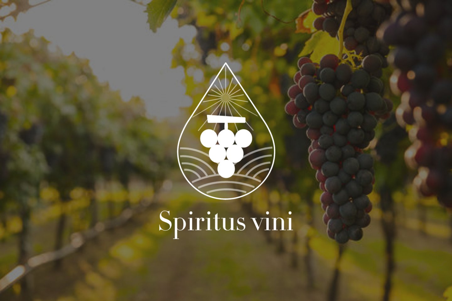Spiritus Vini marque vin sans alcool
