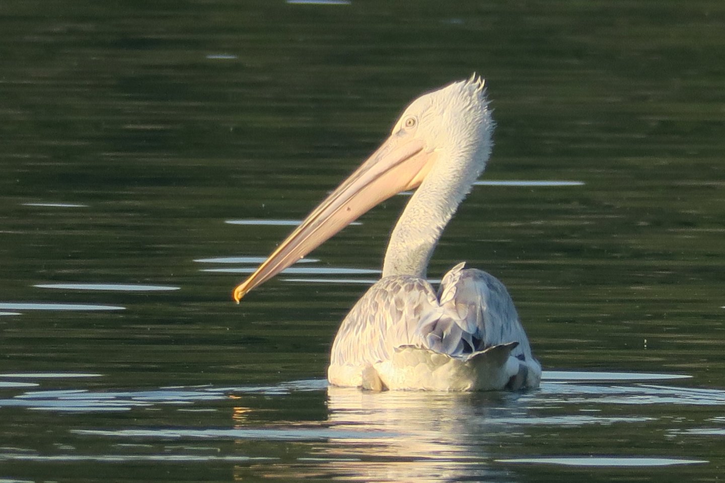 A Dalmatian pelican with white feathers and a long beak swims on a calm lake during golden hour.