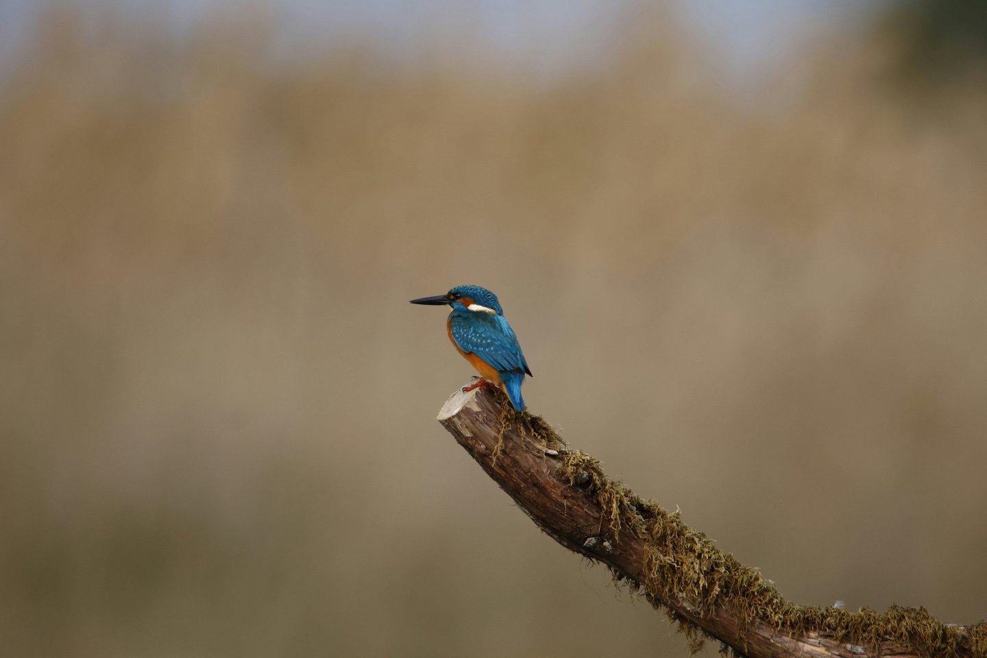 kingfisher bird on a wood