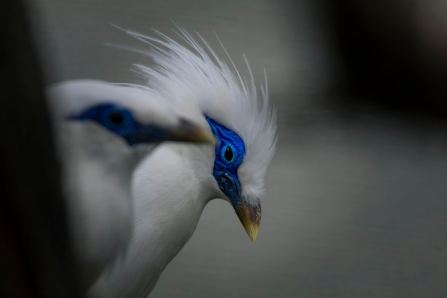 Close-up of a Bali Myna bird featuring its distinct white feathers and vibrant blue eye patch.