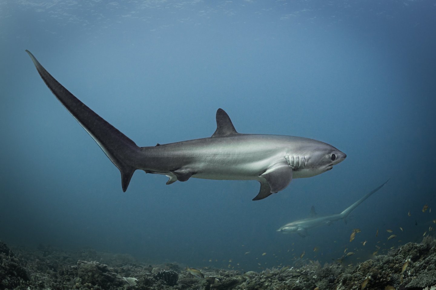 Thresher Shark Malapascua by Adam Beard