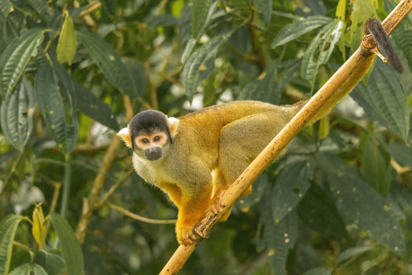 Tambopata Amazon Expedition 4D/3N