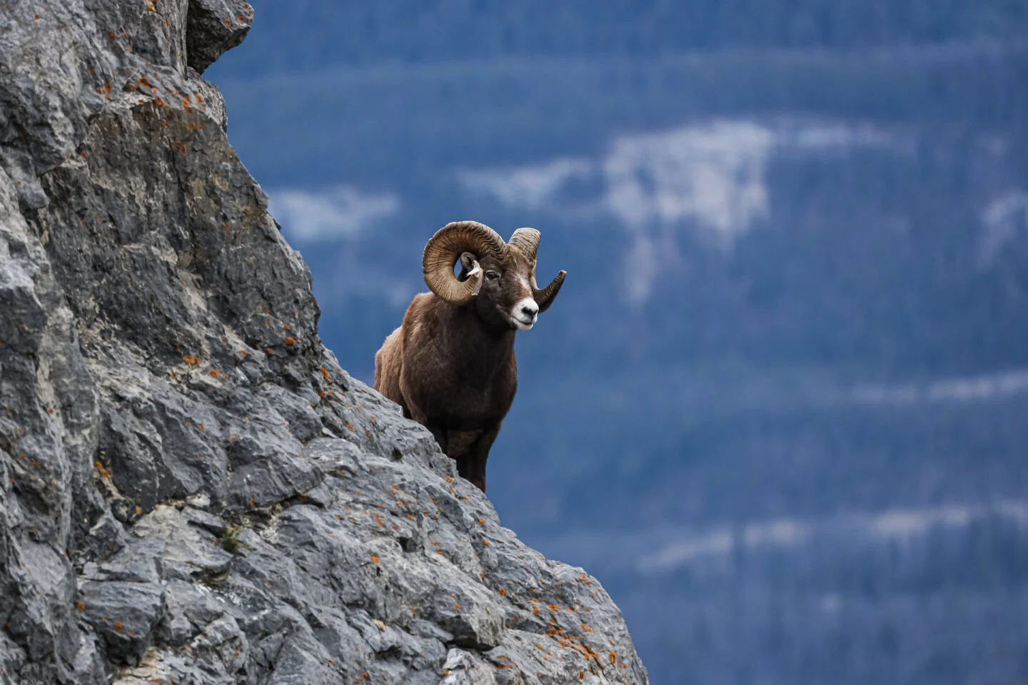 Rams tempt fate by jumping around mountains