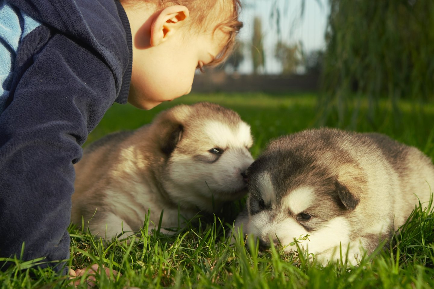 bimbo con cuccioli di alaskan malamute