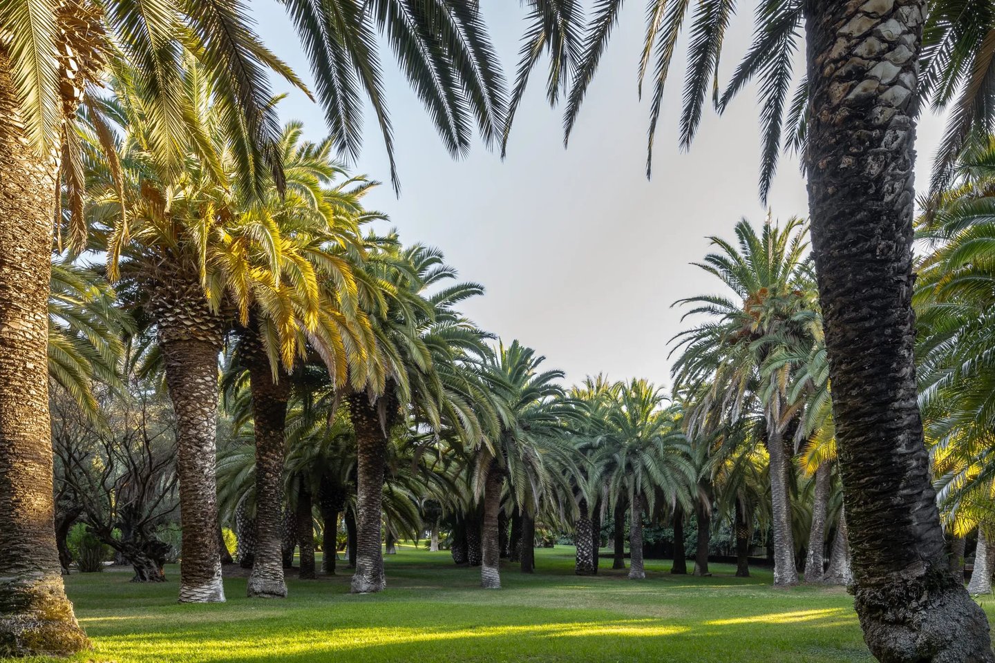 Palm grove with manicured lawn and filtered sunlight