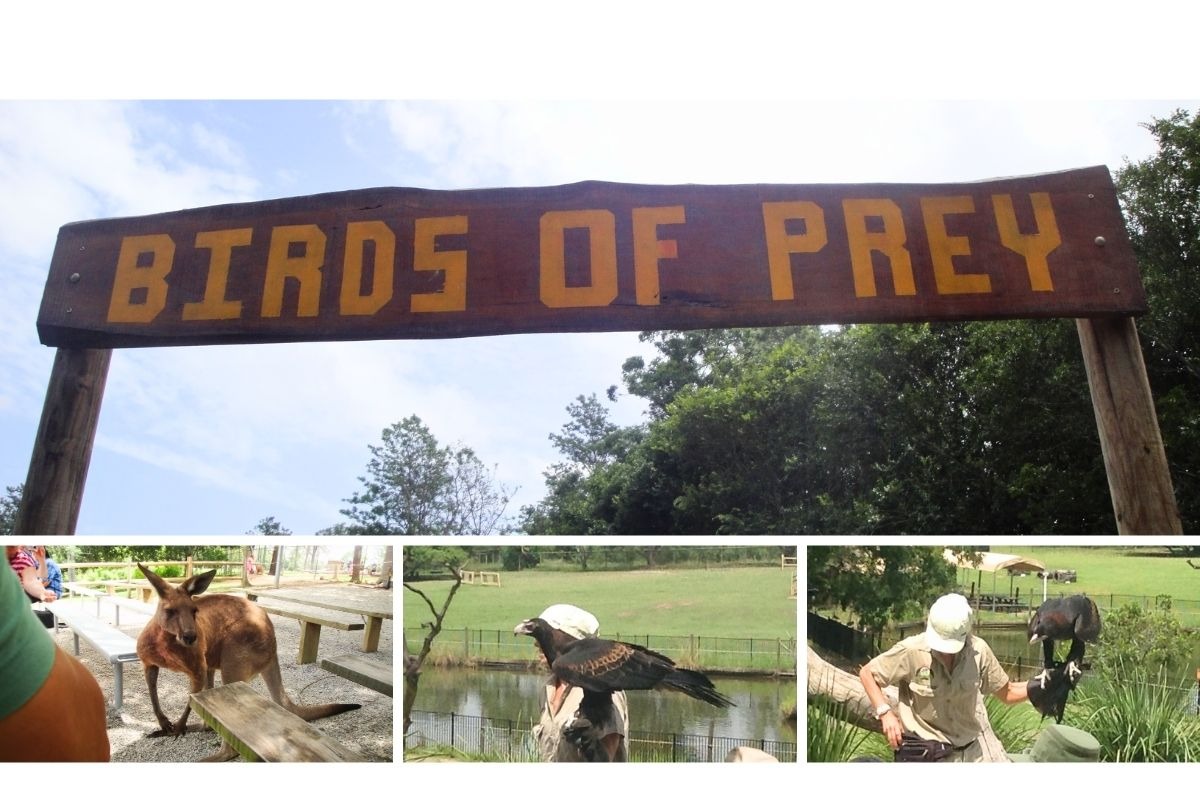 Animais durante o show das aves no Lone Pine Koala Sanctuary em Brisbane