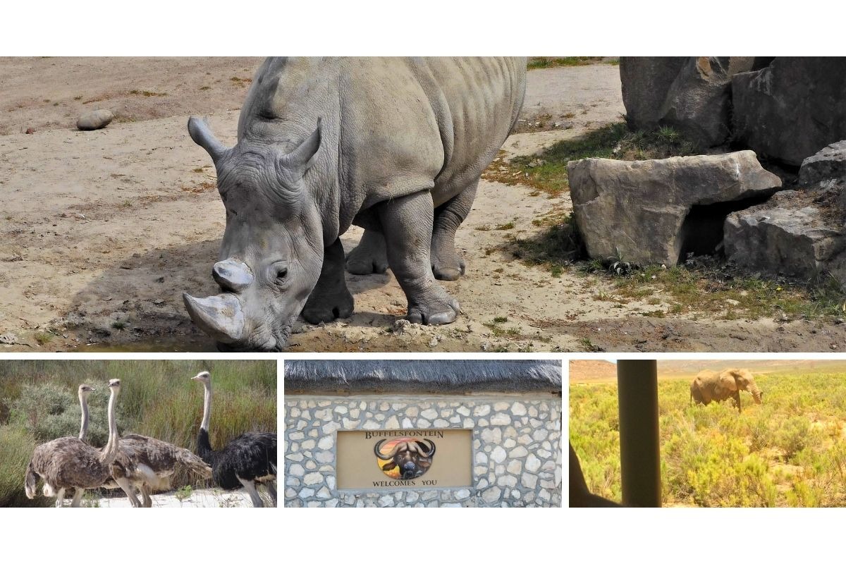 Rinoceronte, emu e elefante em Buffelsfontein, África do Sul.