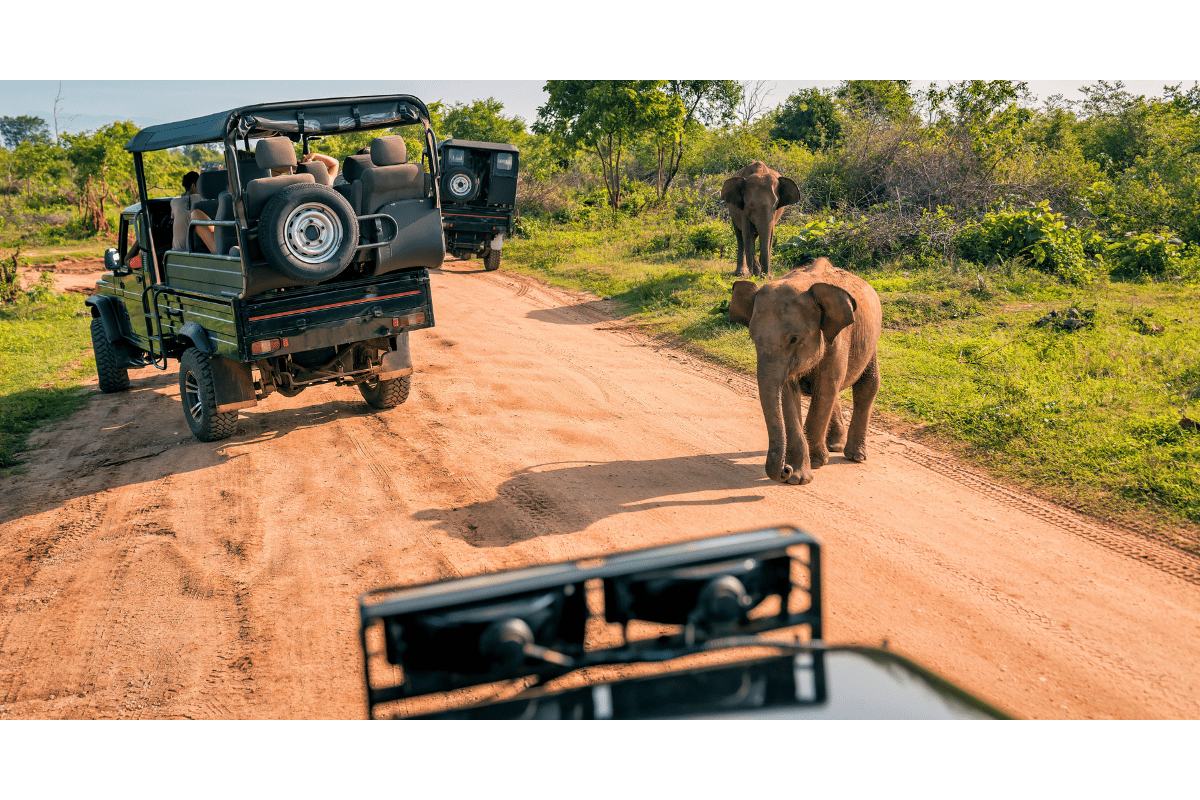 Elefantes vistos do jeep durante tour de safári no Addo Elephant Park, em Port Elizabeth (Nelson Mandela Bay), África do Sul