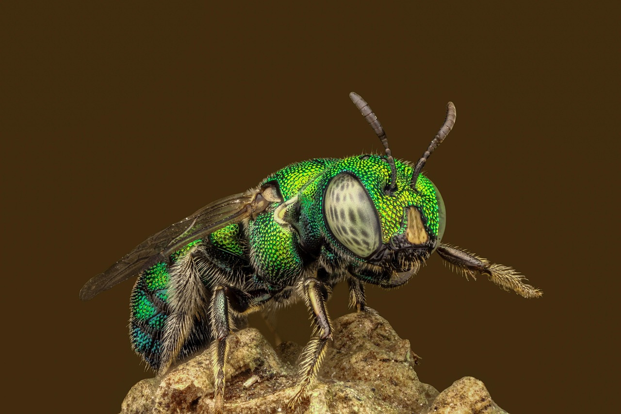 Macro Magic: How to Photograph Insects and Flowers in Stunning Sharp Detail