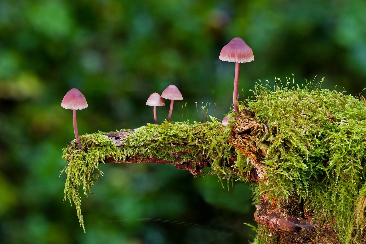 The Hidden Architects of Life: Understanding the Vital Role of Fungi in Earth’s Life Cycle