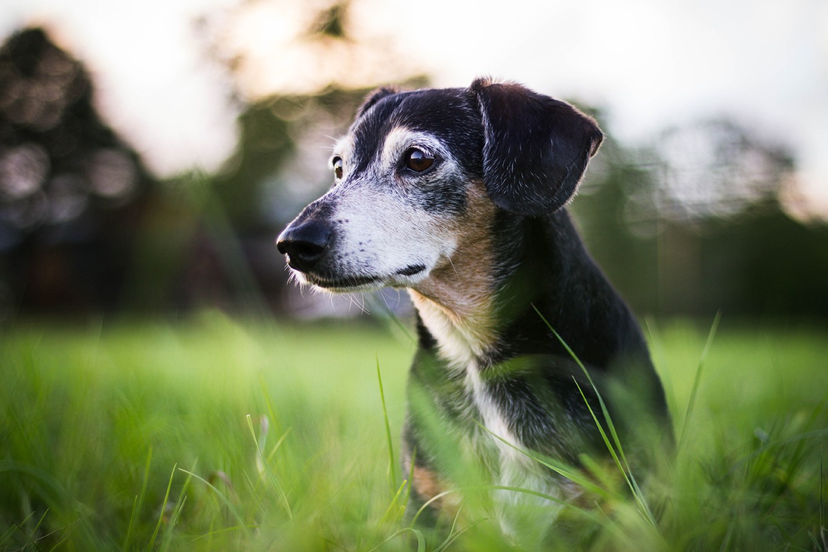 a dog is sitting in the grass and looking at the camera.
