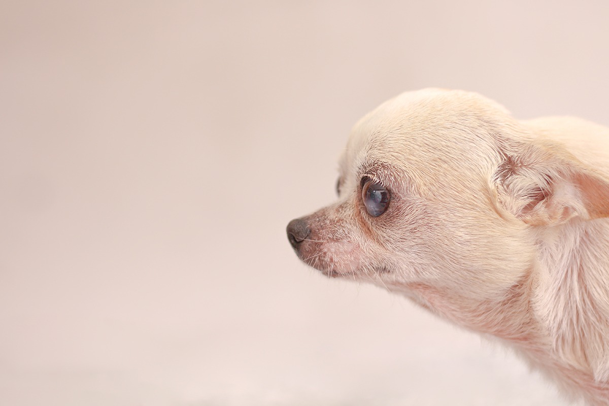 a small white dog on a white background
