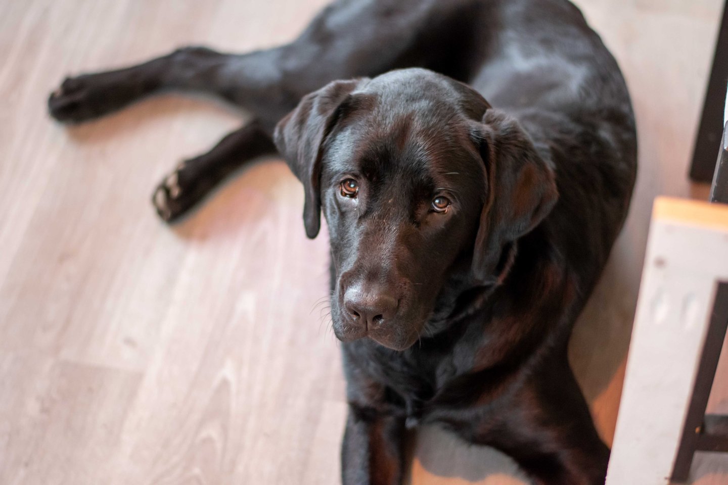 a dog is laying on the floor in a room