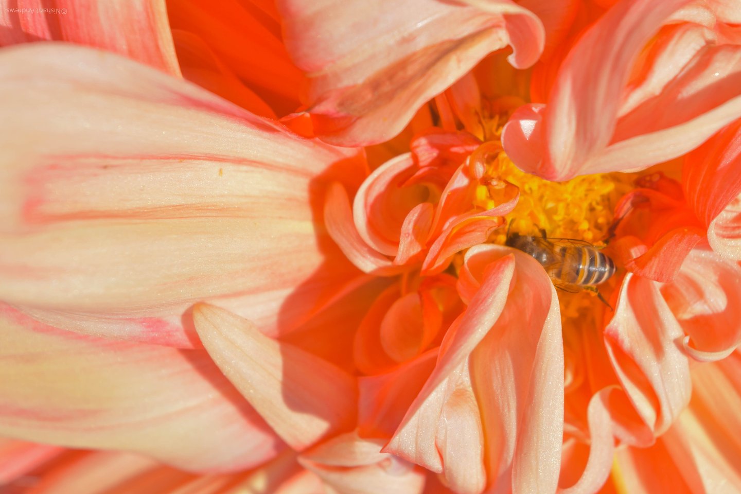 Macro shot of a honey bee pollinating the center of a vibrant orange and pink dahlia flower.