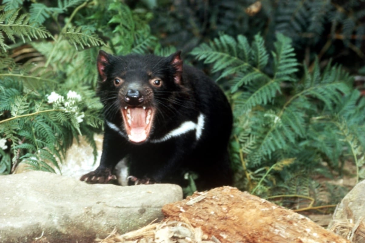 Donde ver diablos de Tasmania