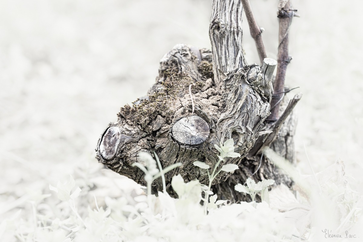 Bois ancien de vigne, figure rappelant une petit cerf.