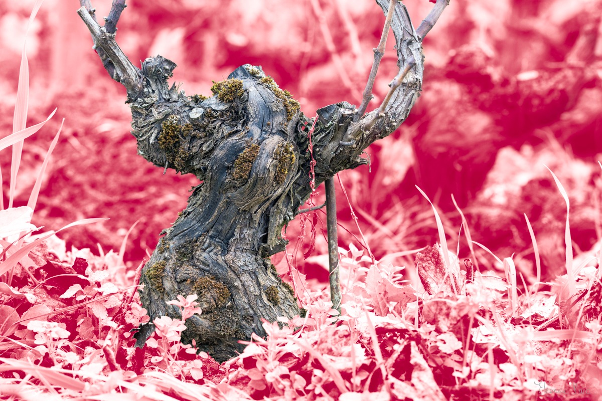 Vigne noueuse aux formes christiques, photographie d'art.