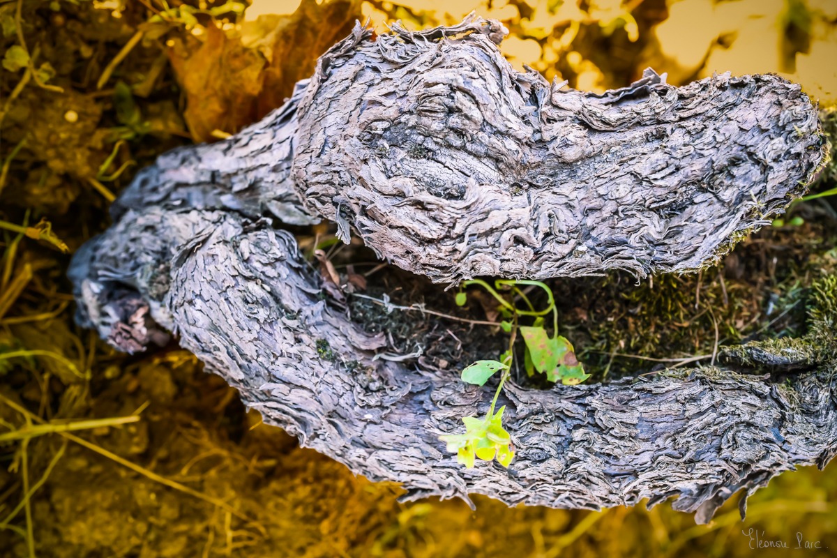 Photographie artistique – cep de vigne aux formes animales, texture expressive.