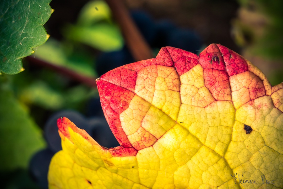 Série Feuille de Vin ref FV-08 ©Eléonore Parc