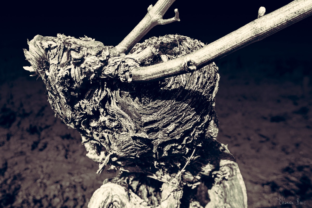 Gros plan de vigne centenaire, texture du bois formant des arabesques organiques.