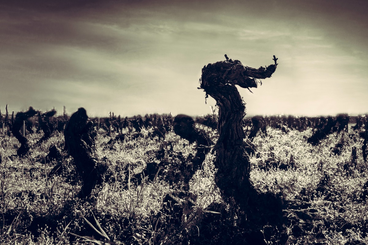 Vigne ancienne au bois tordu, figure évoquant une chimère ou une créature fantastique.