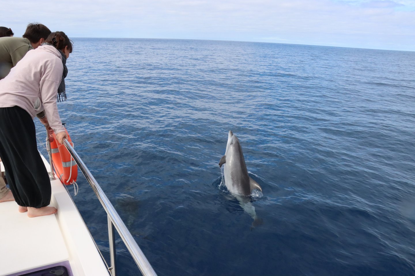 A common dolphin spy-hopping near the side of a boat in Madeira waters.