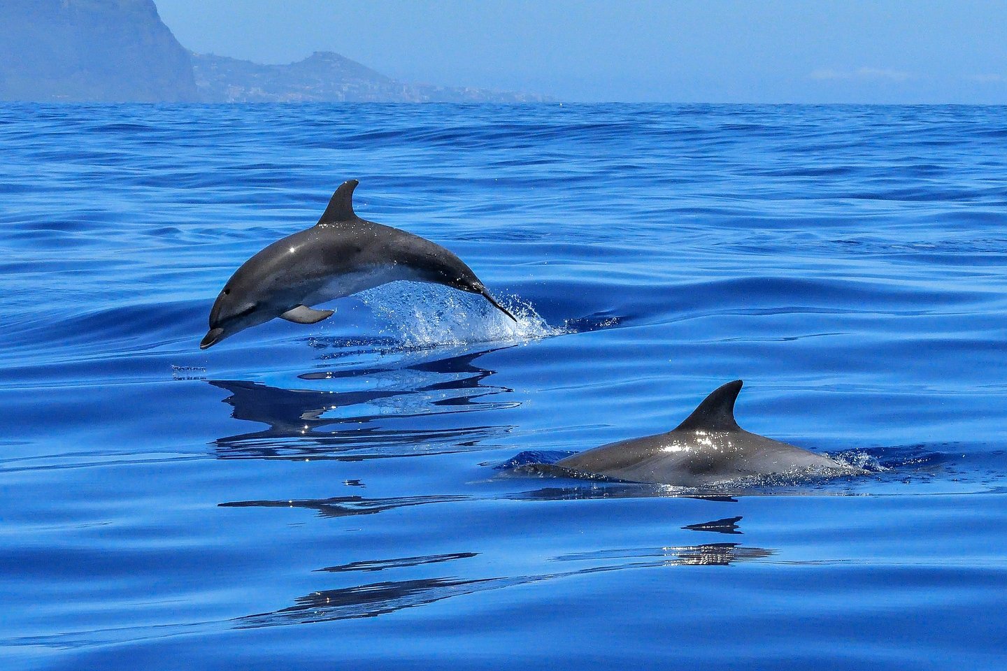 Dolphins leaping in the ocean off the coast of Funchal, Madeira, with Ajuda, São Martinho in the background.