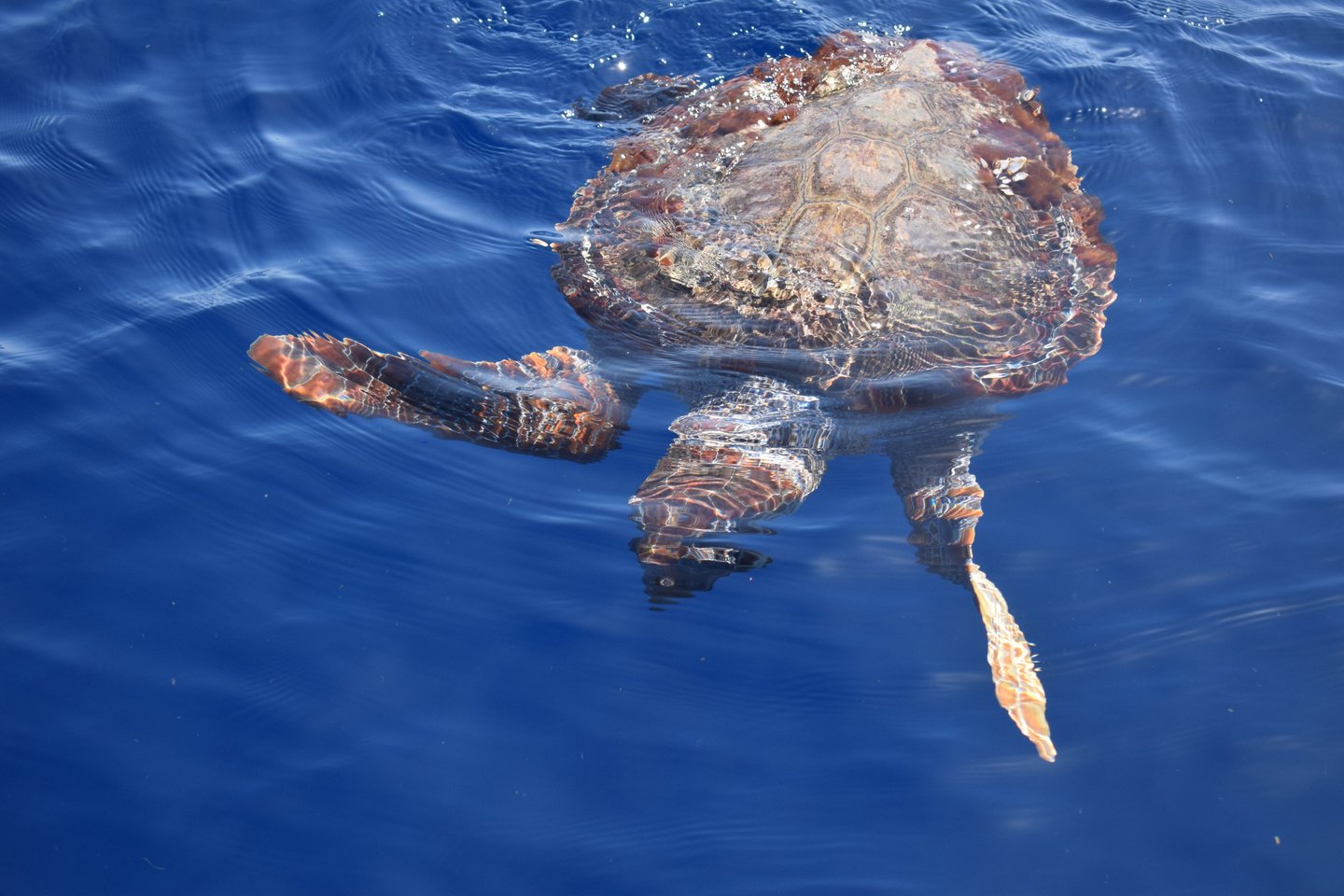 Overhead view of a loggerhead sea turtle swimming in the clear Madeira sea.
