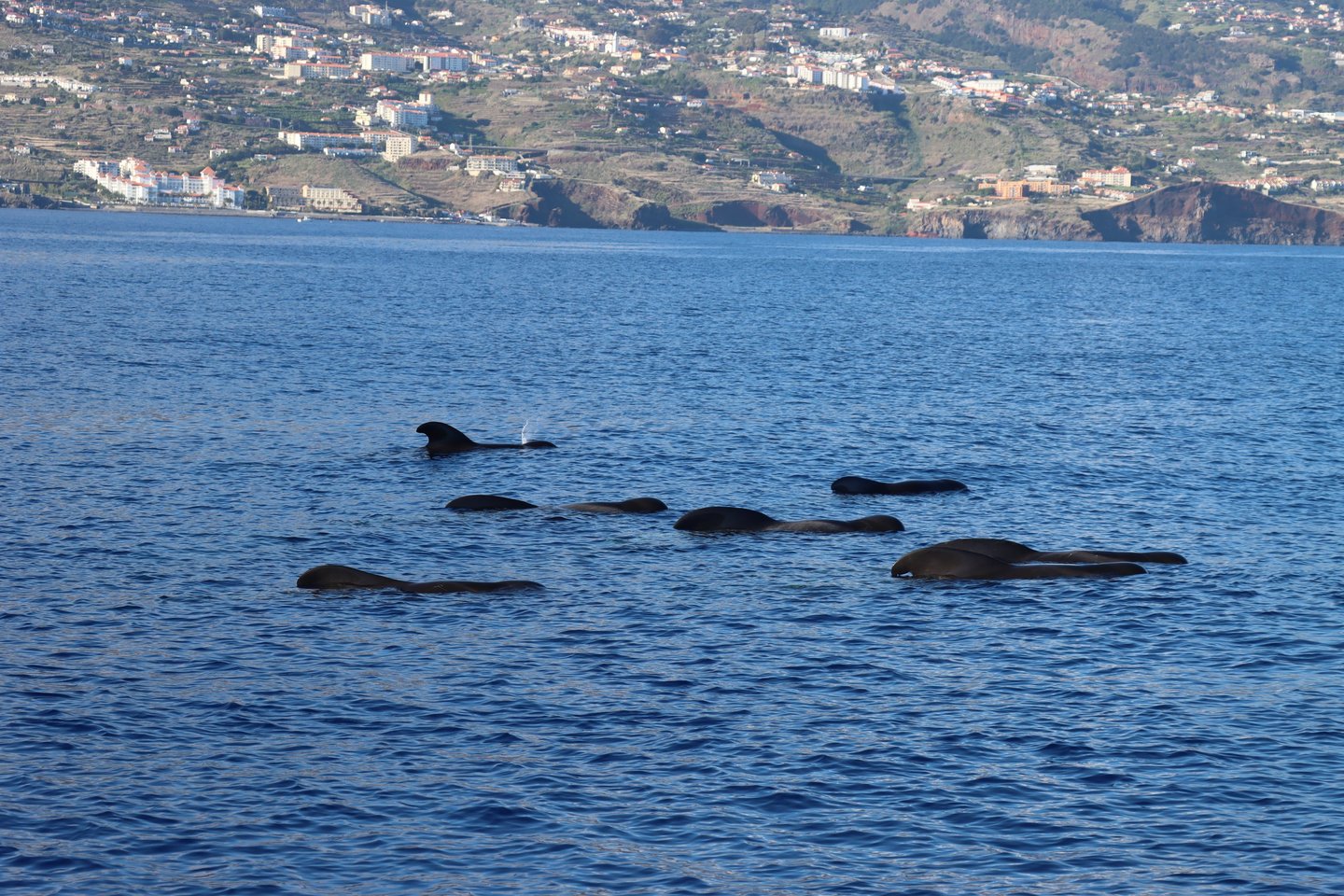 Pod of pilot whales surfacing in the Atlantic Ocean with the coastline of Madeira, Portugal in the background.