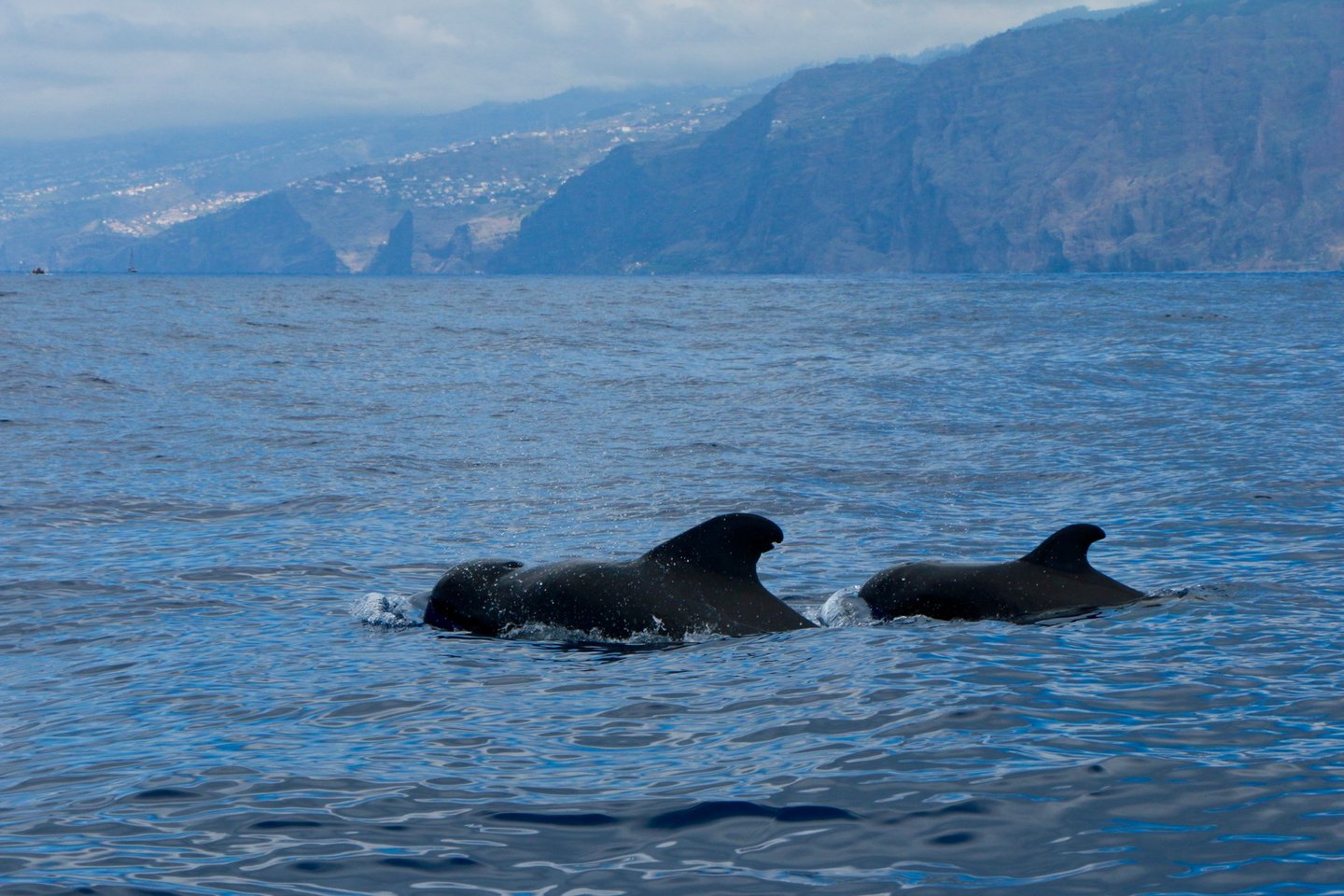 Two pilot whales surfacing in the Atlantic Ocean with the Madeira coastline in the background.