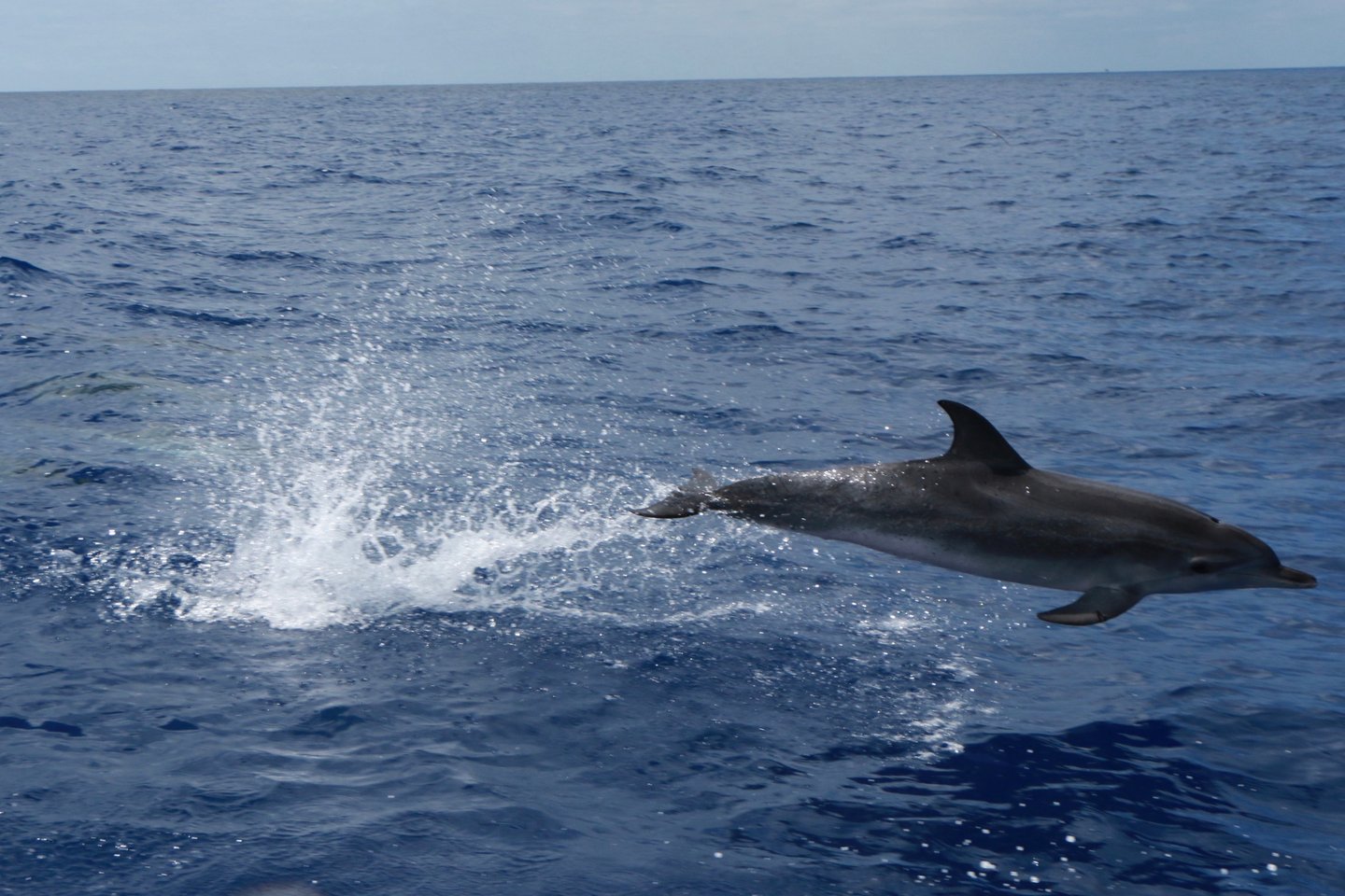Atlantic spotted dolphin jumping in the Madeira sea.