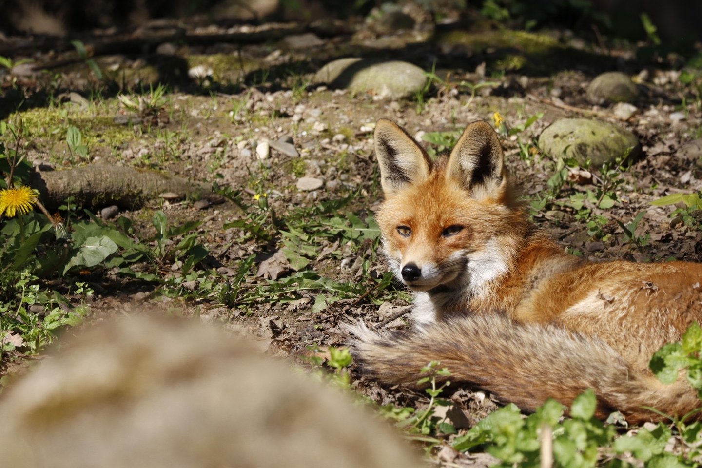 Fotografie Akademie Fotokurs Teilnehmerin einen Fuchs fotografiert in der Langen Erle Basel 