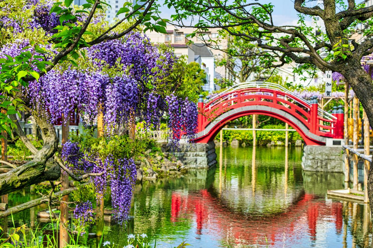 a red bridge in the kameido temple with purple flowers and a red bridge
