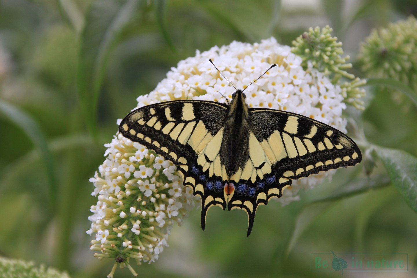 be in nature koninginnepage vlinder vlinderstruik