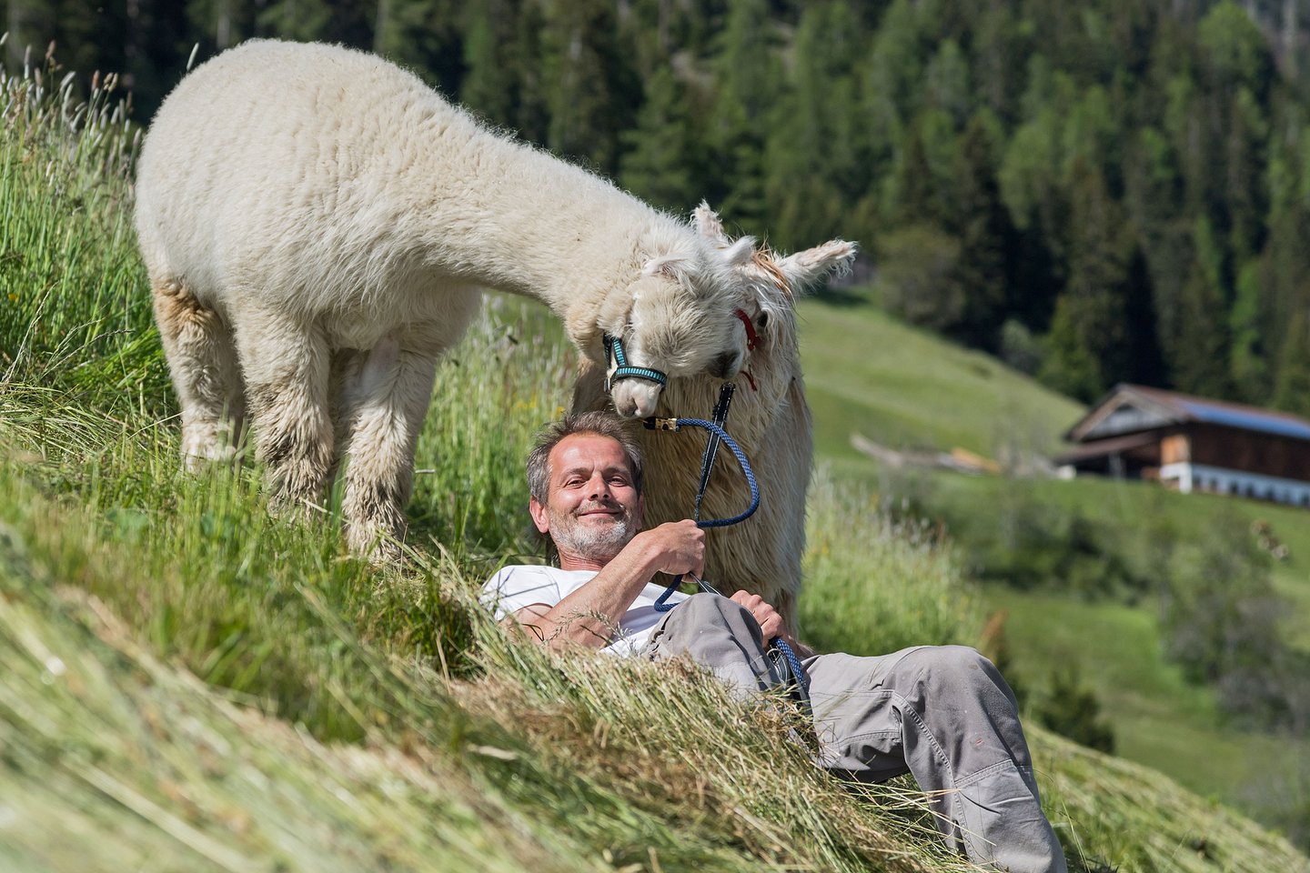 Fotoshootings mit Alpakas