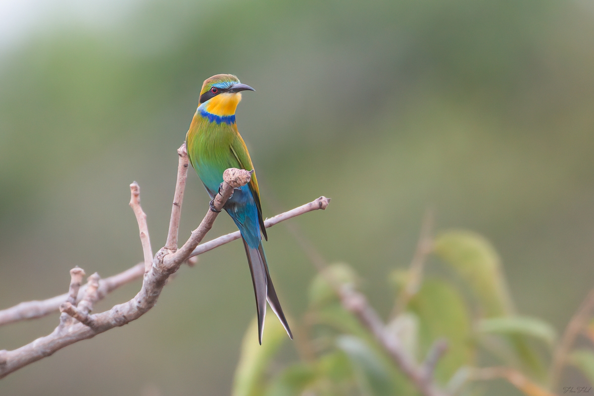 Foto van bijeneter zittend in een boom