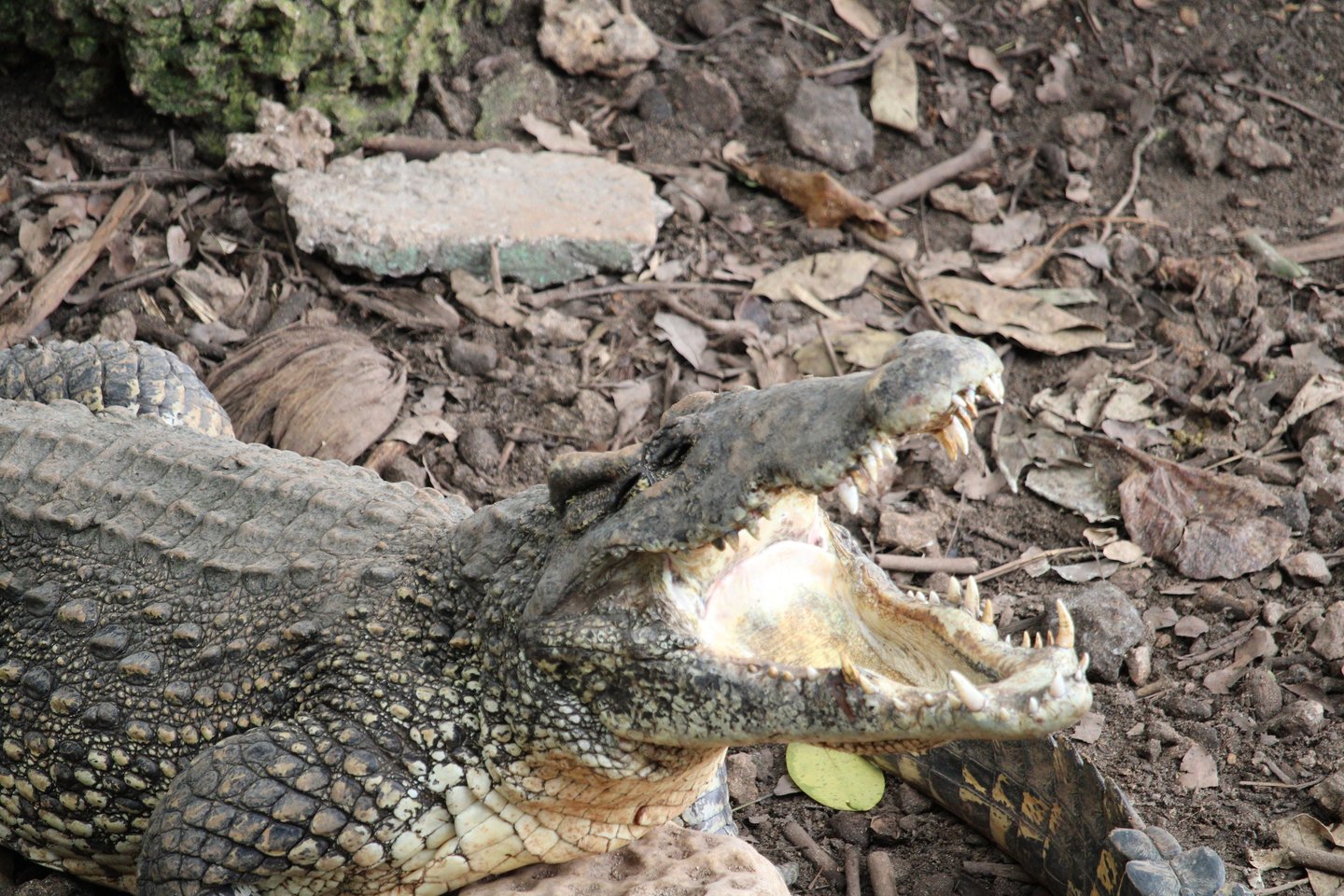 big crocodile in bardiya park