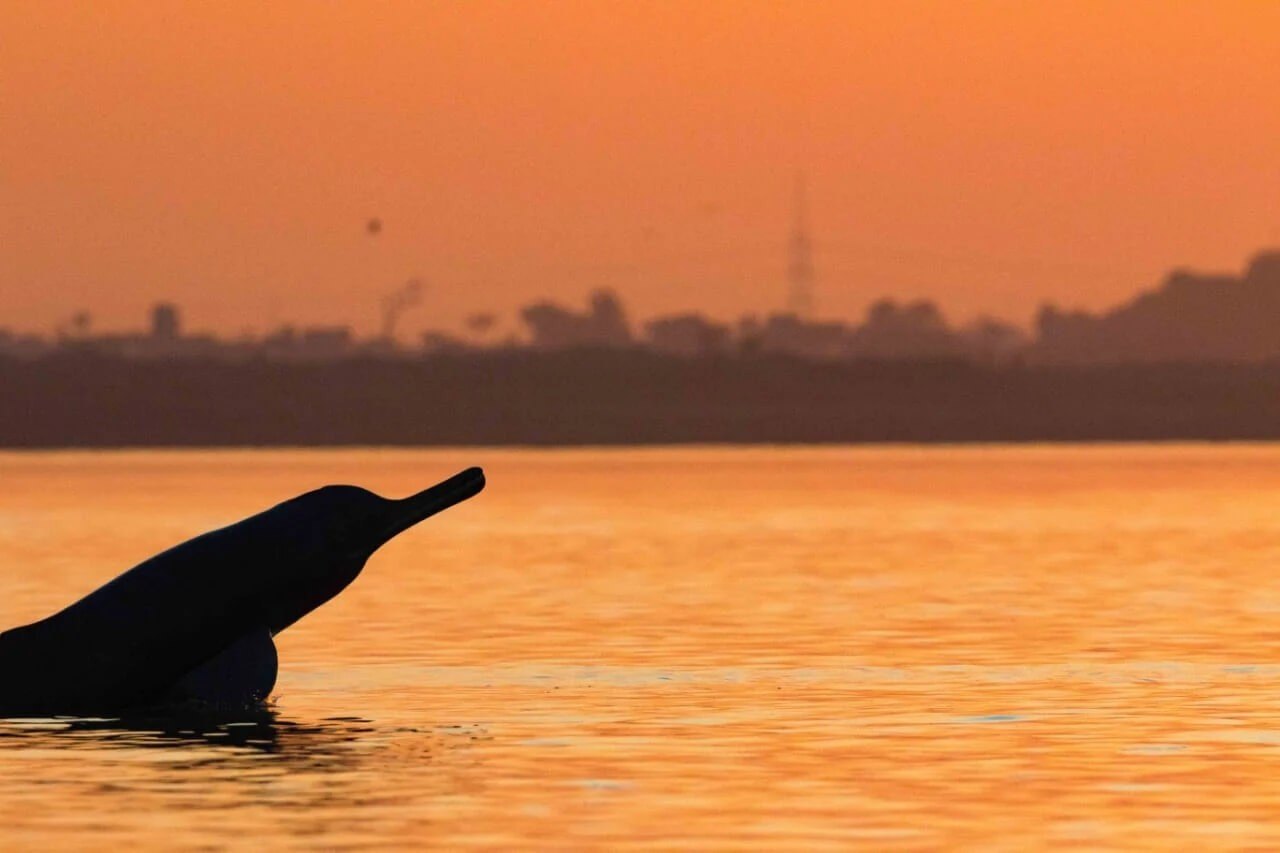 Ganges dolphin in the Mohana River