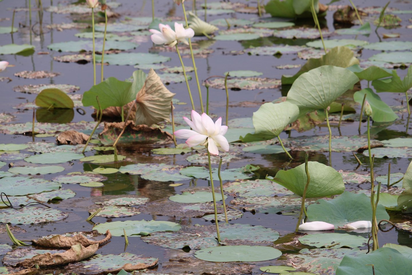 nenuphar in Badalaiya lake