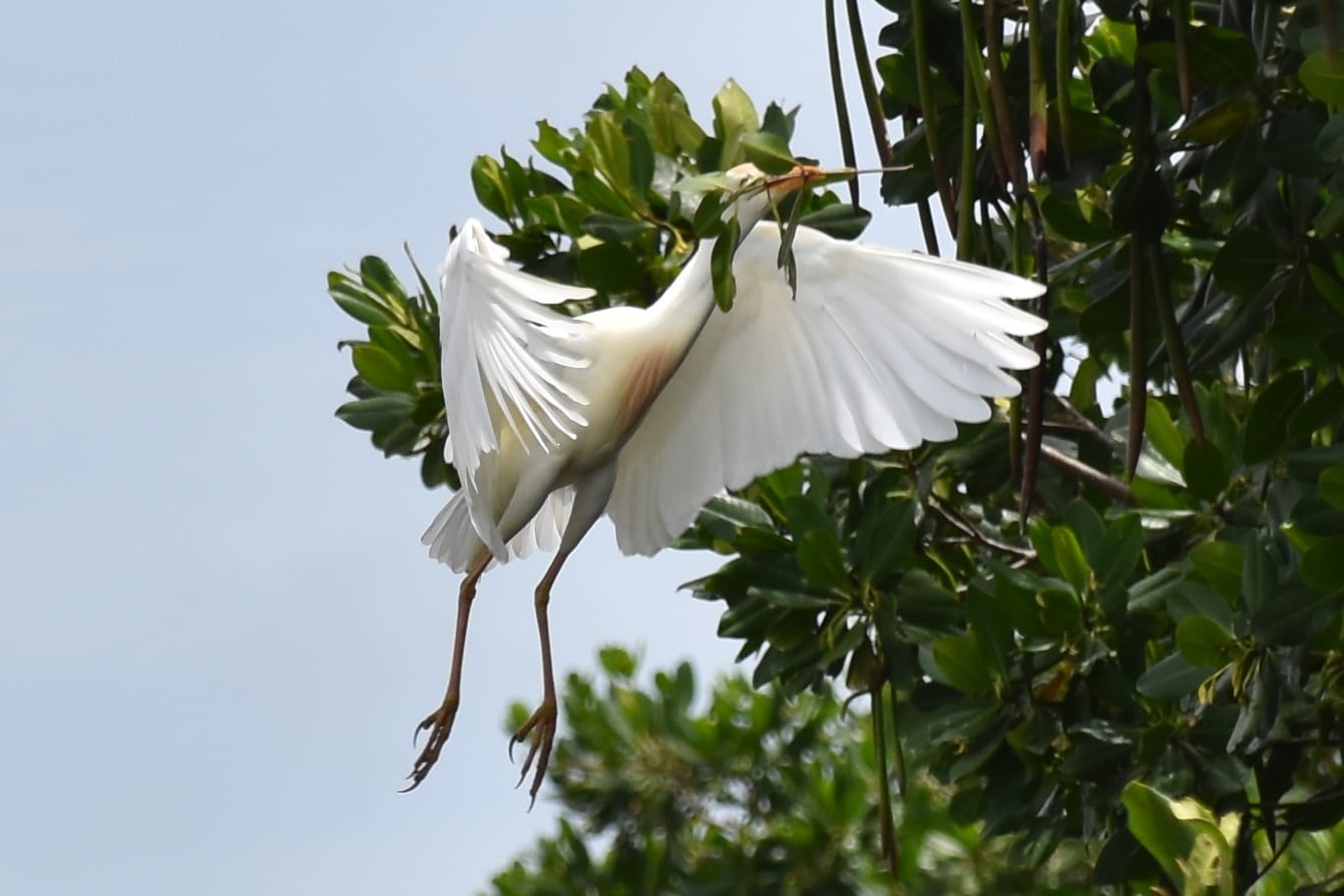 egret near mohana river