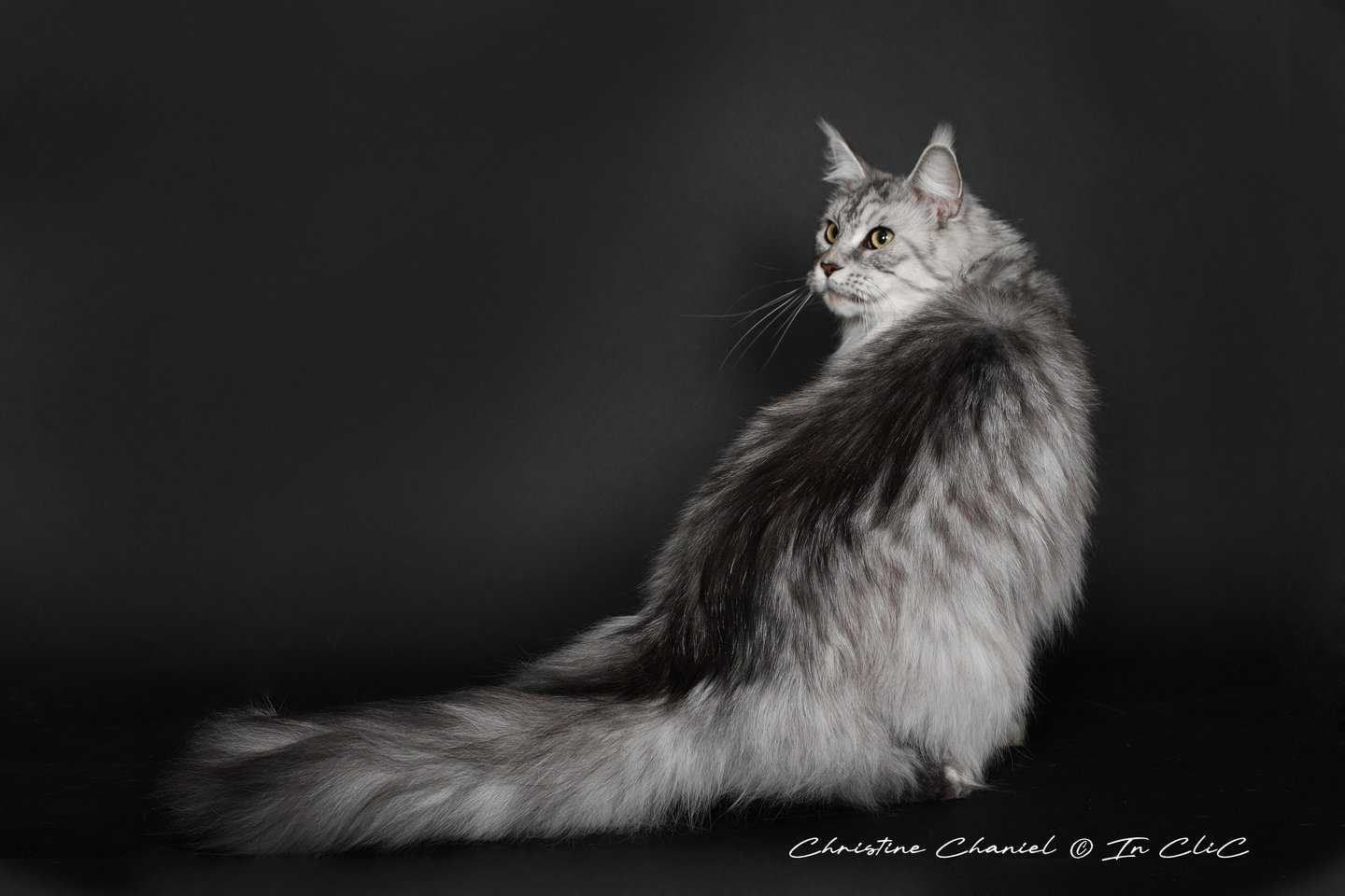 Maine coon femelle